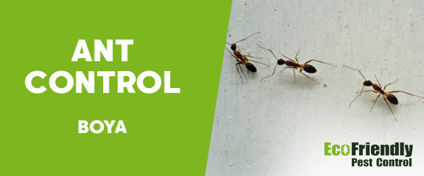 Pest Control Boya