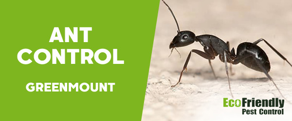 Ant Control GREENMOUNT