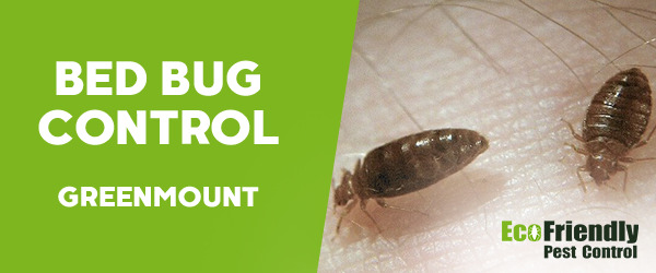 Bed Bug Control GREENMOUNT