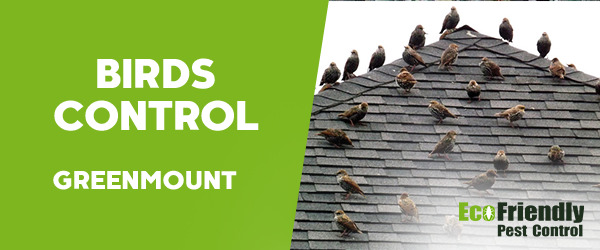 Pest Control GREENMOUNT