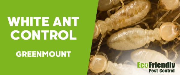 Pest Control GREENMOUNT