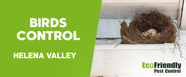 Pest Control Helena Valley