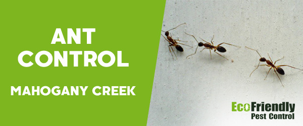 Ant Control MAHOGANY CREEK