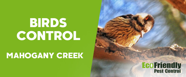 Birds Control MAHOGANY CREEK