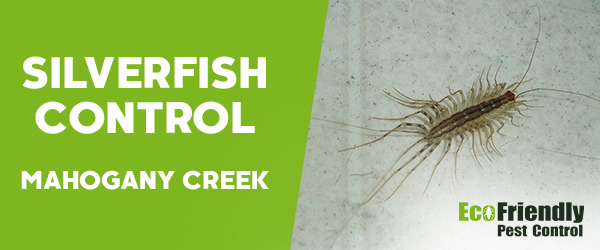 Silverfish Control MAHOGANY CREEK