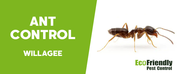 Ant Control Willagee