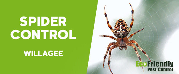 Spider Control Willagee