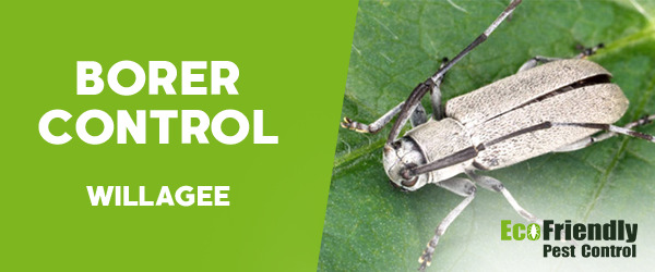 Borer Control Willagee