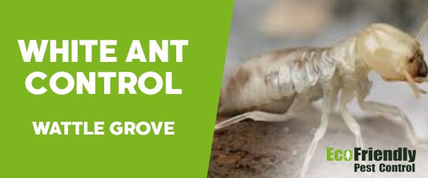 Pest Control Wattle Grove