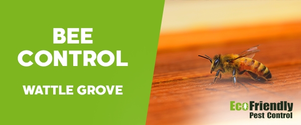 Pest Control Wattle Grove