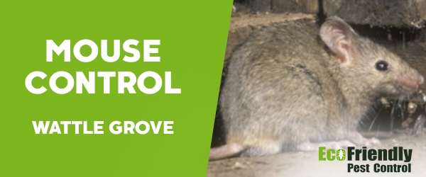 Pest Control Wattle Grove