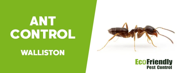 Ant Control Walliston