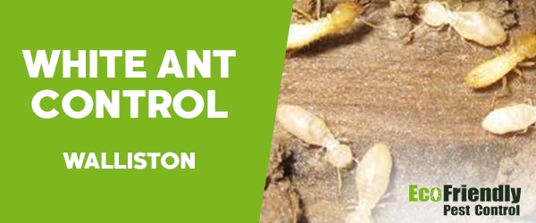 White Ant Control Walliston