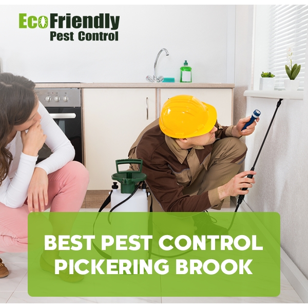Best Pest Control Pickering Brook