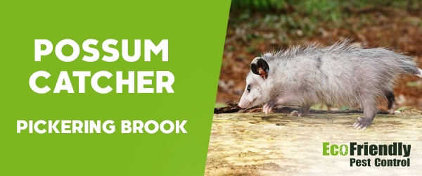 Possum Catcher Pickering Brook