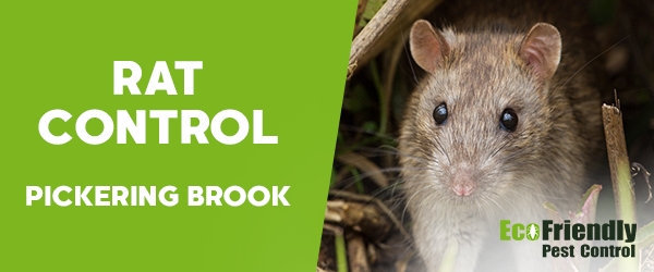 Rat Pest Control Pickering Brook