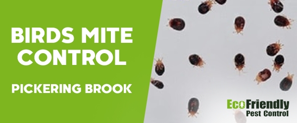 Bird Mite Control Pickering Brook