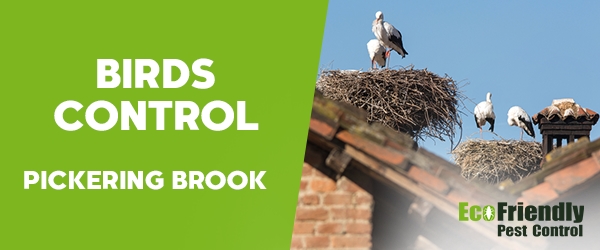 Birds Control Pickering Brook