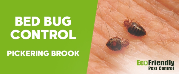 Bed Bug Control Pickering Brook