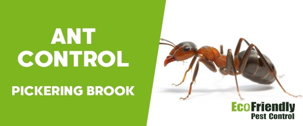 Ant Control Pickering Brook