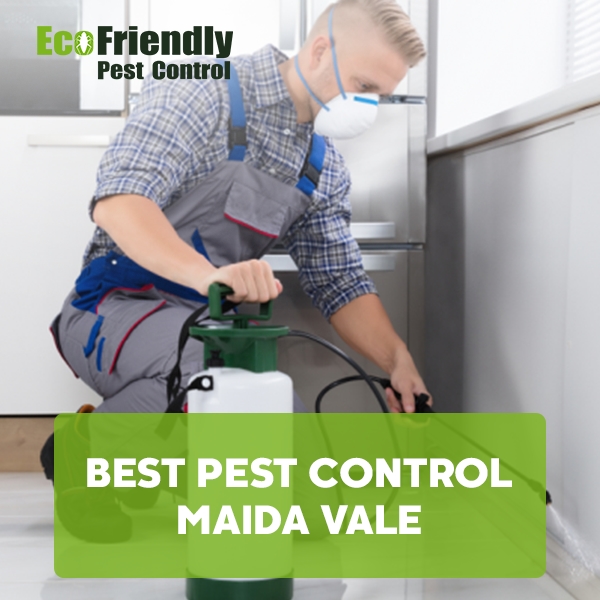 Best Pest Control Maida Vale