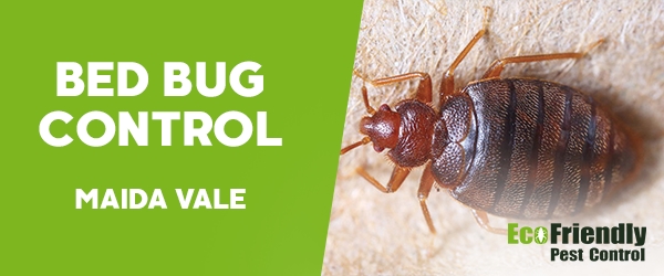 Bed Bug Control Maida Vale