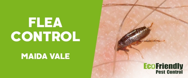 Fleas Control Maida Vale
