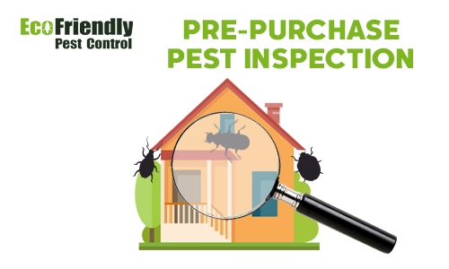 Pre-purchase Termite Inspection Maida Vale