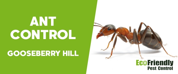 Pest Control Gooseberry Hill