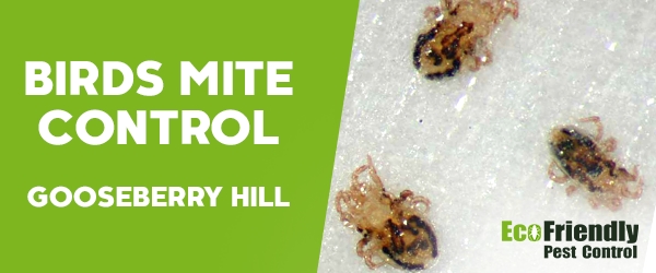 Pest Control Gooseberry Hill