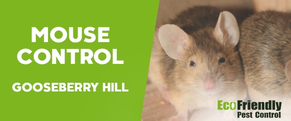 Pest Control Gooseberry Hill