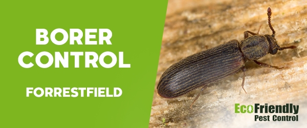 Borer Control Forrestfield