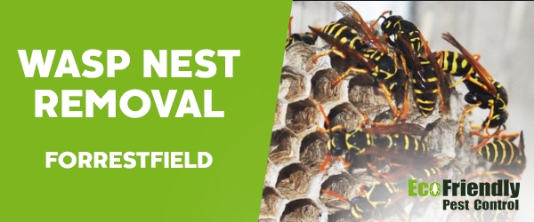 Wasp Nest Remvoal Forrestfield
