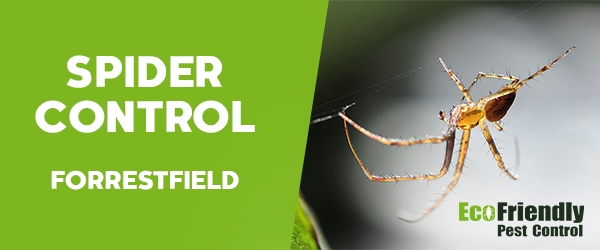 Spider Control Forrestfield