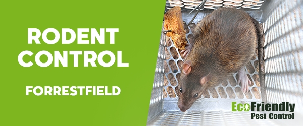 Rodent Treatment Forrestfield