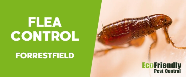 Fleas Control Forrestfield