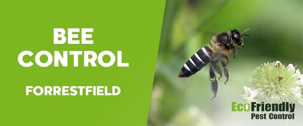 Bee Control Forrestfield