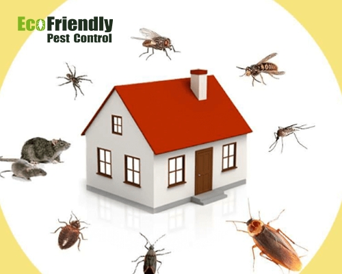 Pest Control Forrestfield