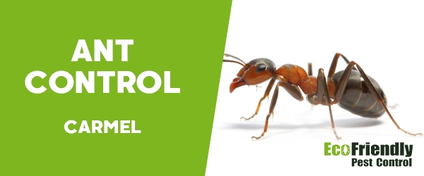 Ant Control Carmel