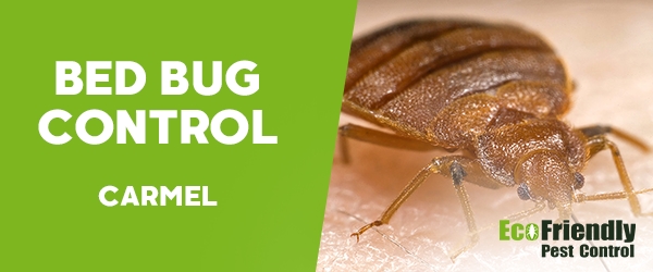 Bed Bug Control Carmel