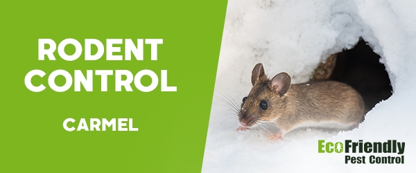 Rodent Treatment Carmel