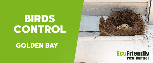 Pest Control Golden Bay