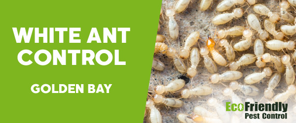 Pest Control Golden Bay