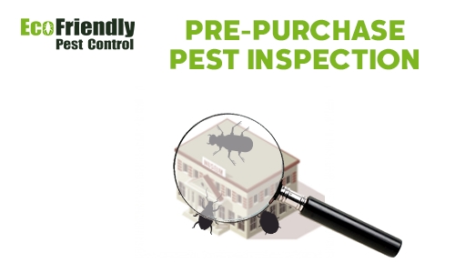 Pre-purchase Termite Inspection Carmel