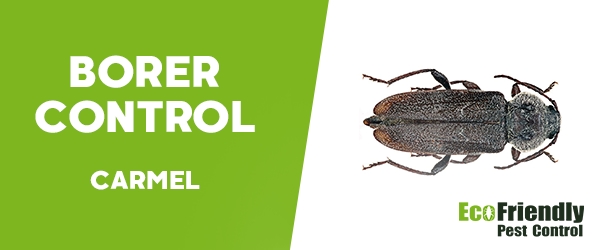 Borer Control Carmel