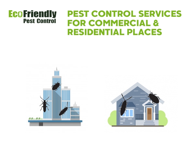 Pest Control Gooseberry Hill