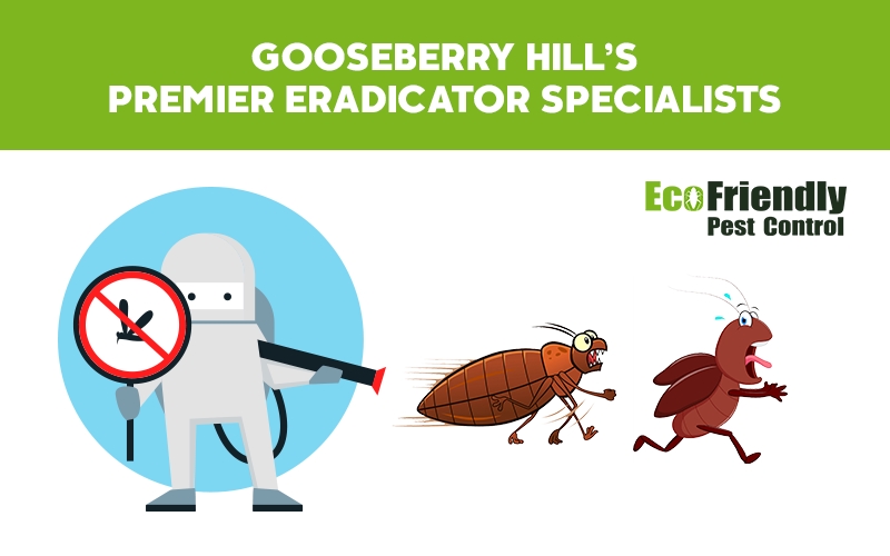 Pest control Gooseberry Hill