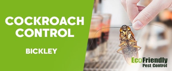 Cockroach Control Bickley 