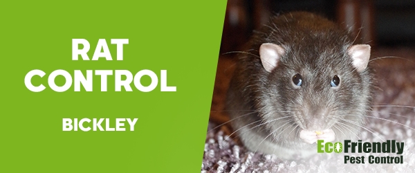 Rat Pest Control Bickley