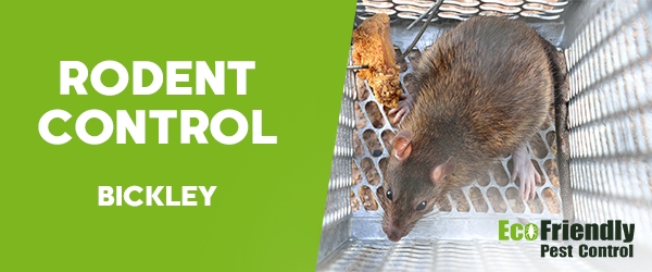 Rodent Treatment Bickley